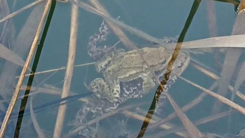 amplexus dans l'eau