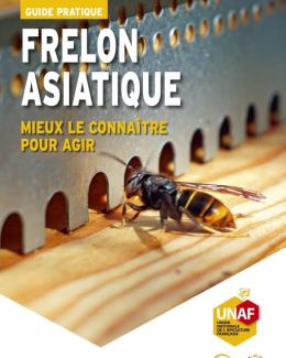 Frelon asiatique