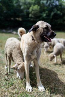 Chien de protection troupeaux