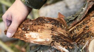 Dégats des insectes scolytes sur les épicéas